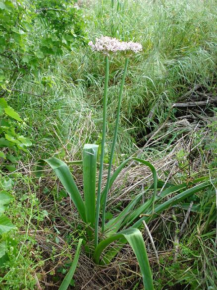 Allium nigrum