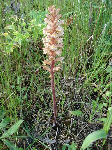Orobanche amethystea / Succiamele ametistino