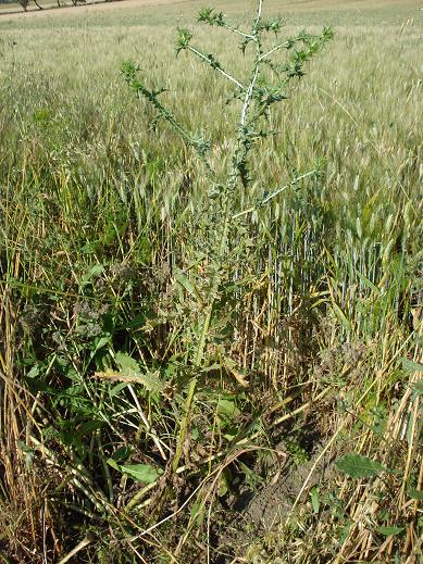 cardo giallo - Scolymus hispanicus