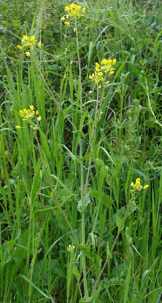 Forse un cavolo - Brassica rapa
