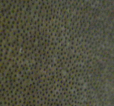 Phellinus d.d. (Phellinus rimosus)