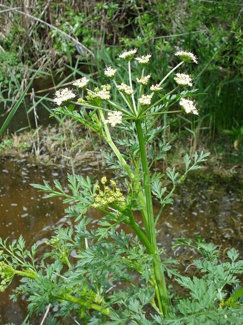 Oenanthe crocata / Finocchio d''acqua