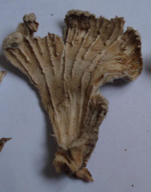 Quiz natalizio (Schyzophyllum commune)