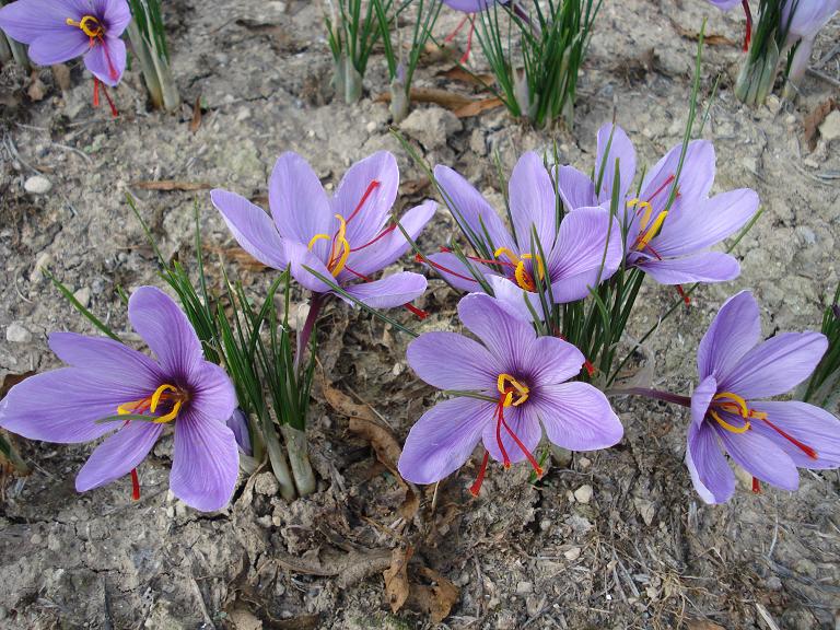 Crocus vernus  e Crocus sativus