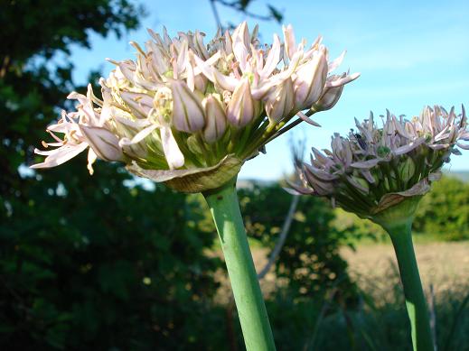 Allium nigrum