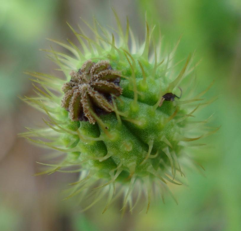 Papaver hybridum / Papavero spinoso