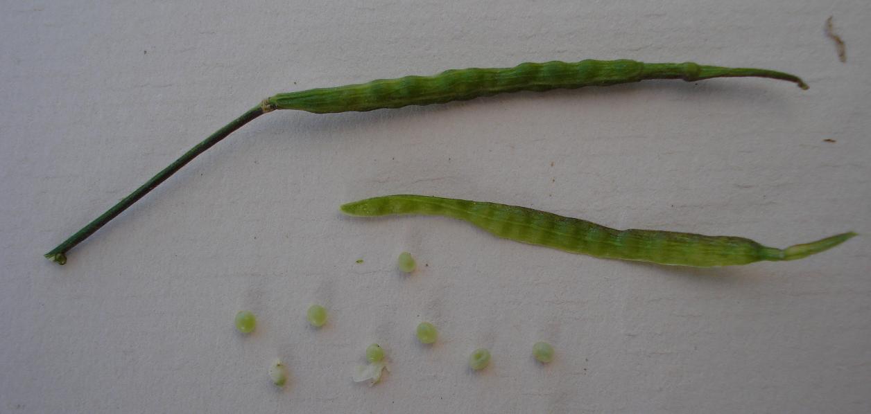 Forse un cavolo - Brassica rapa