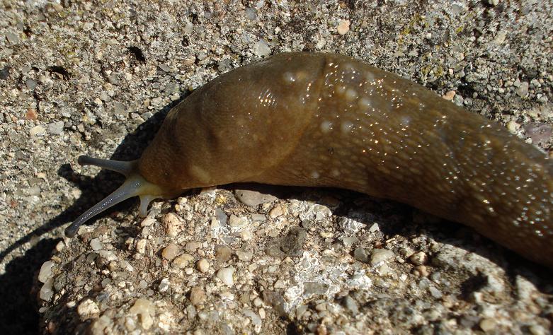 Limacus flavus della Sardegna