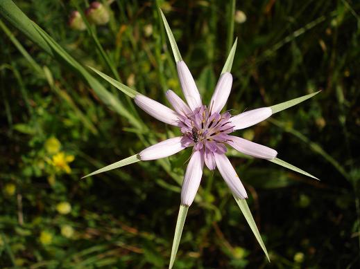 Geropogon hybridus / Barba di becco annua