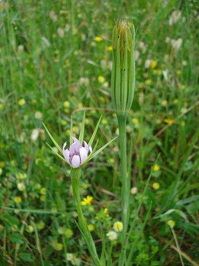 Geropogon hybridus / Barba di becco annua