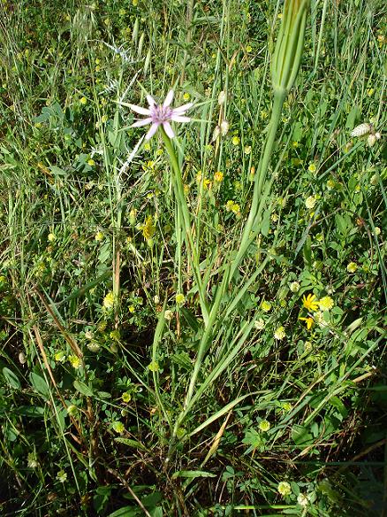 Geropogon hybridus / Barba di becco annua