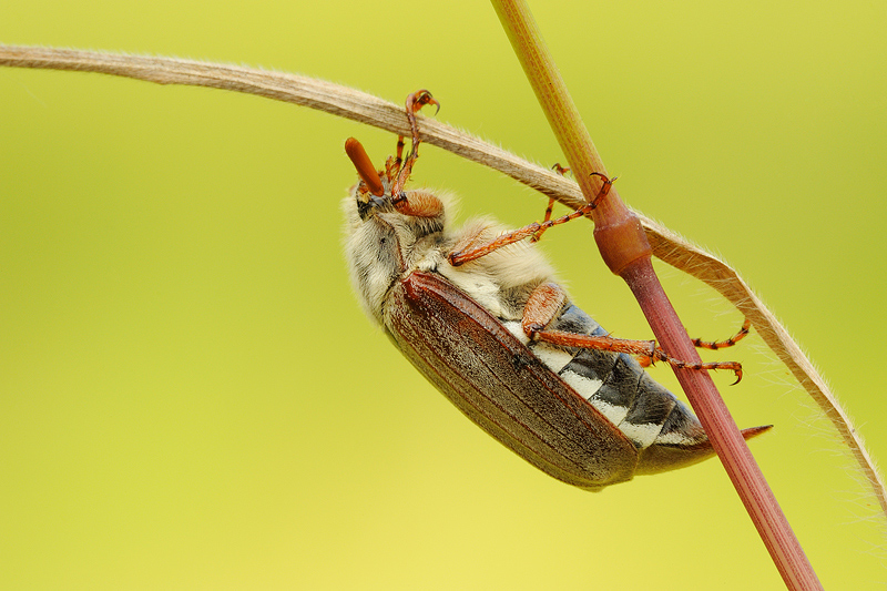 richiesta identificazione: Melolontha melolontha