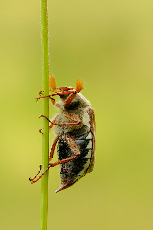 richiesta identificazione: Melolontha melolontha