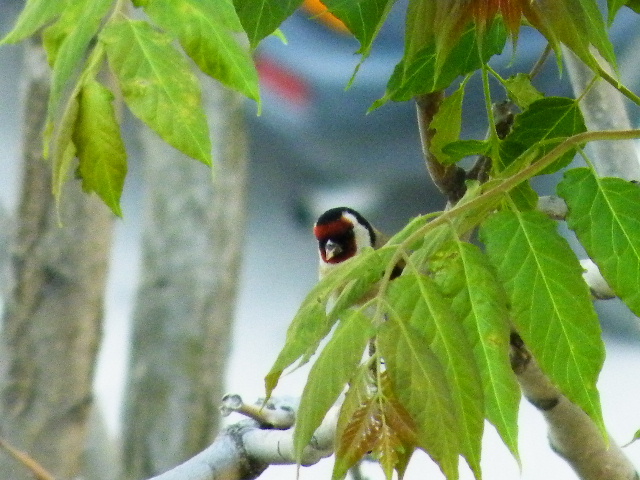 cardellino impossibile