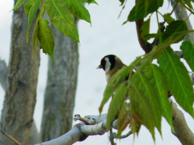cardellino impossibile
