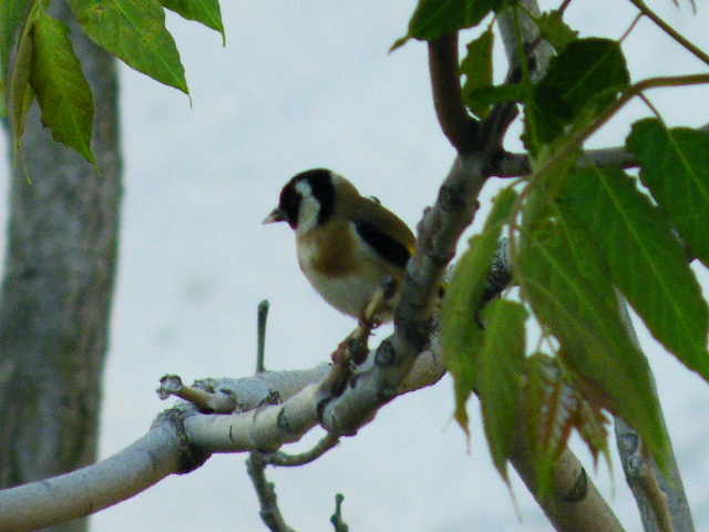 cardellino impossibile