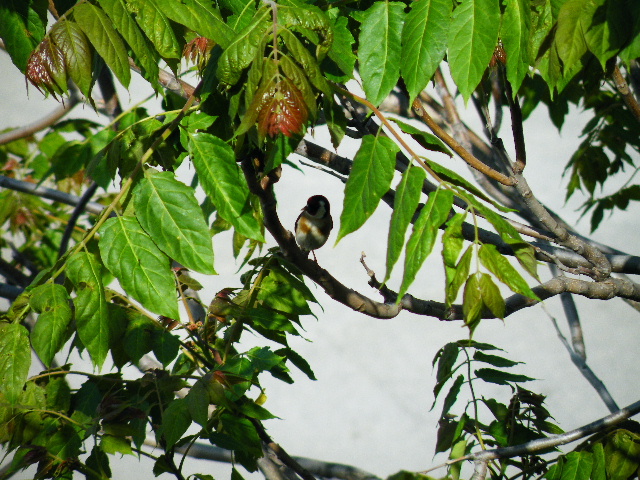 cardellino impossibile