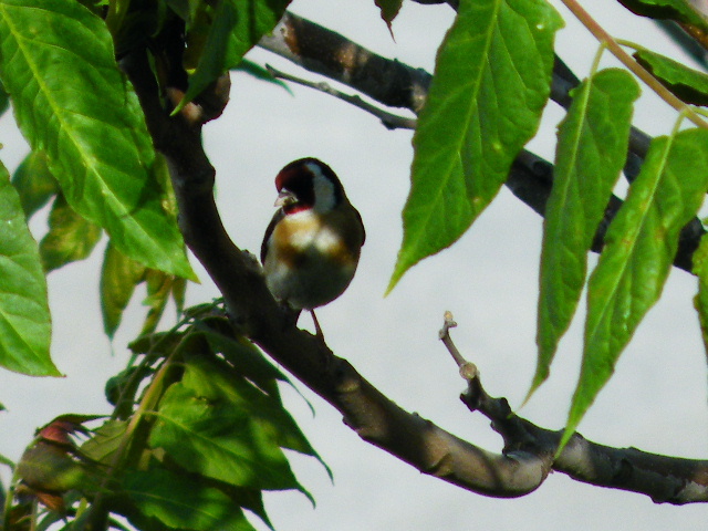 cardellino impossibile