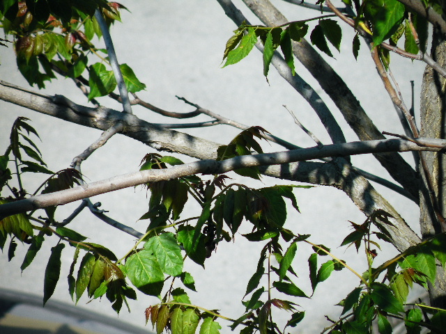 cardellino impossibile