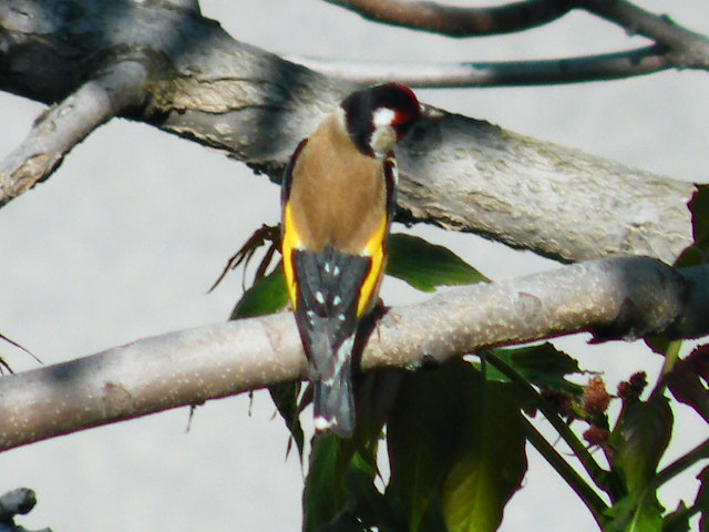 cardellino impossibile