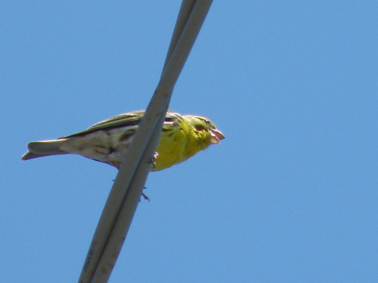 identiicazione uccelli vari