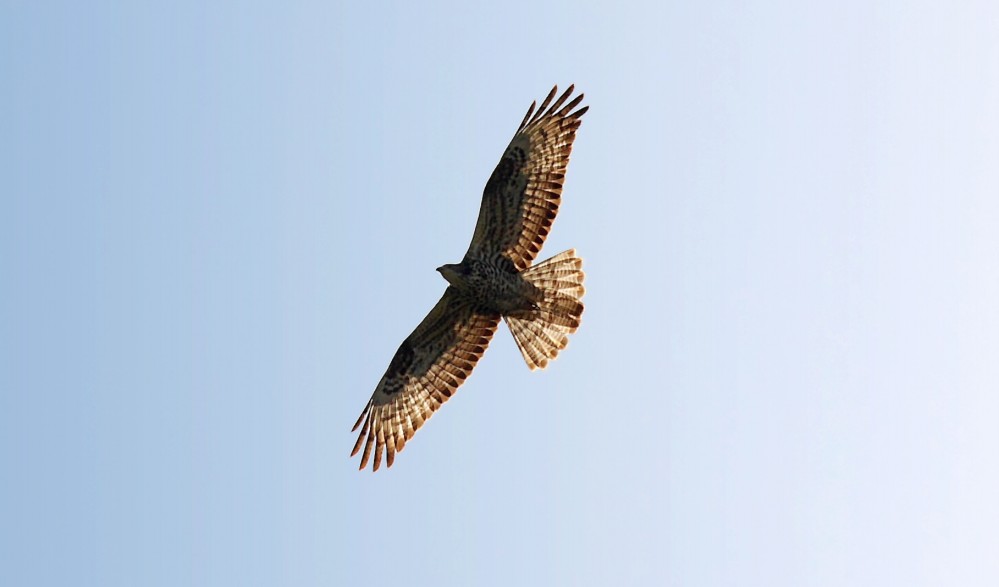 identificazione rapace e limicolo