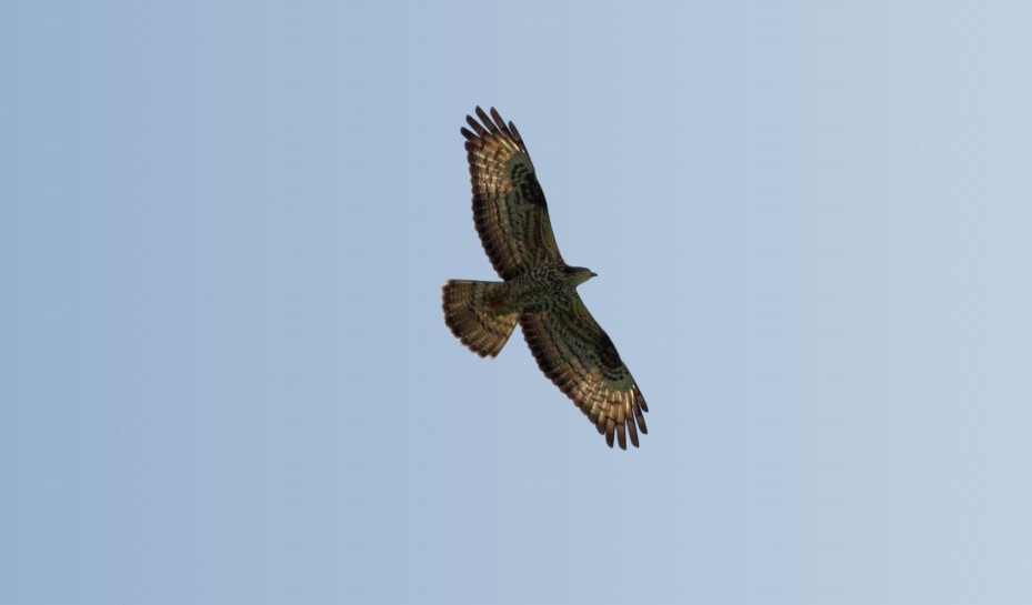 identificazione rapace e limicolo