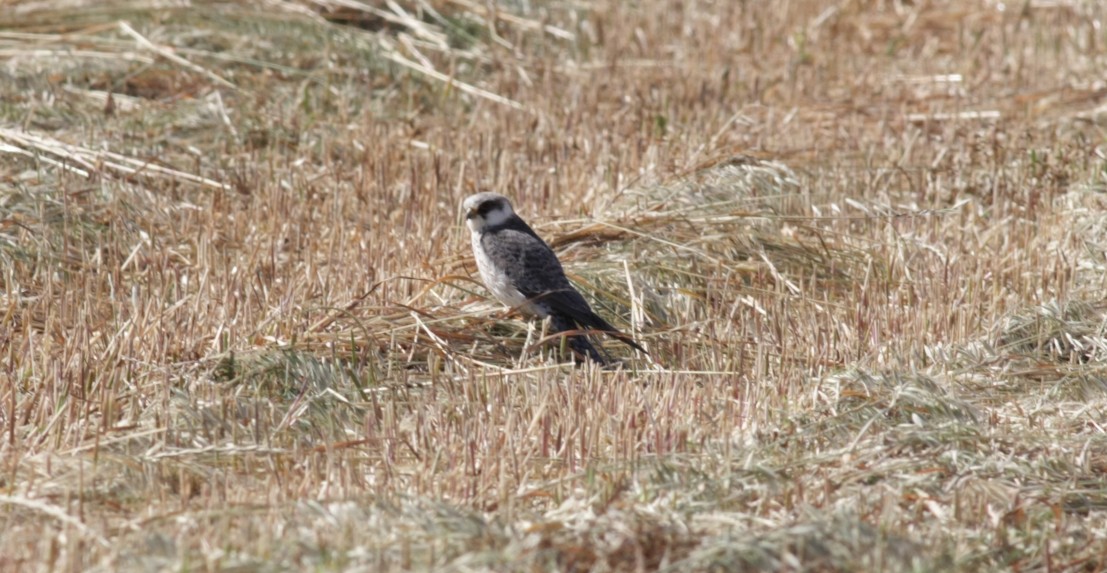 identificazione rapace