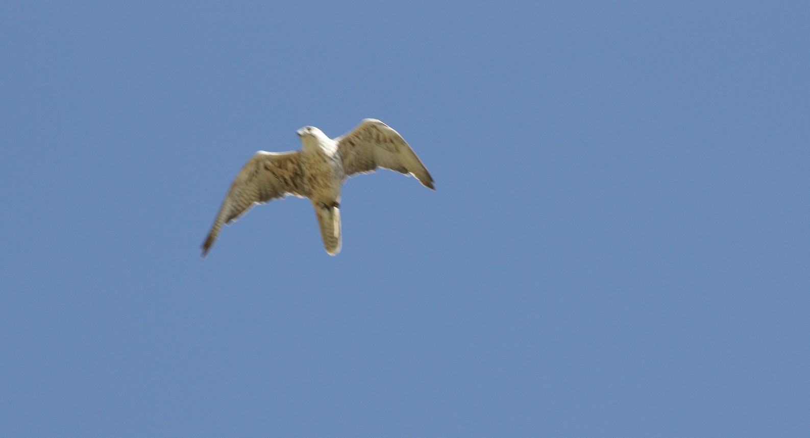 identificazione rapace