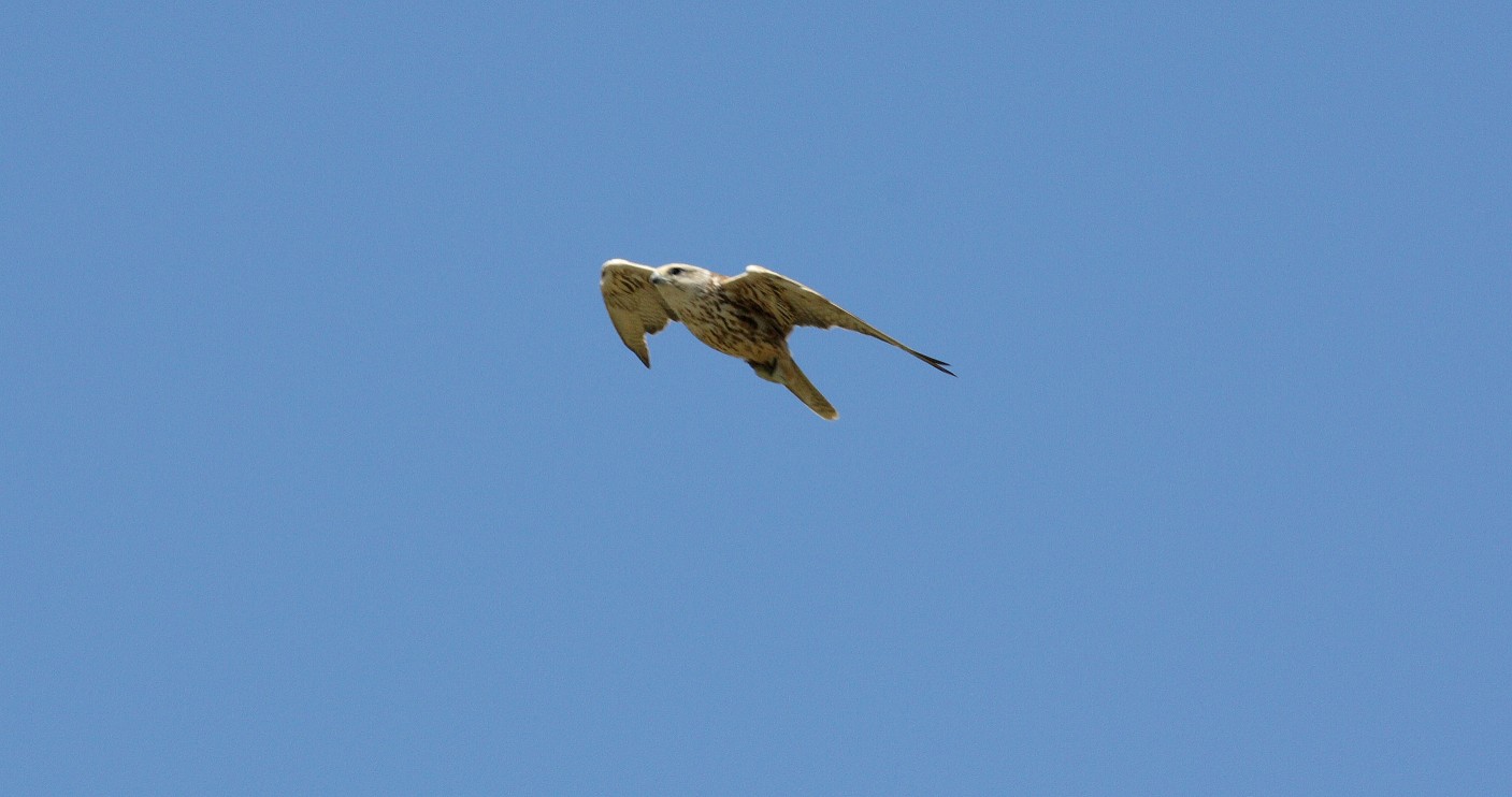 identificazione rapace