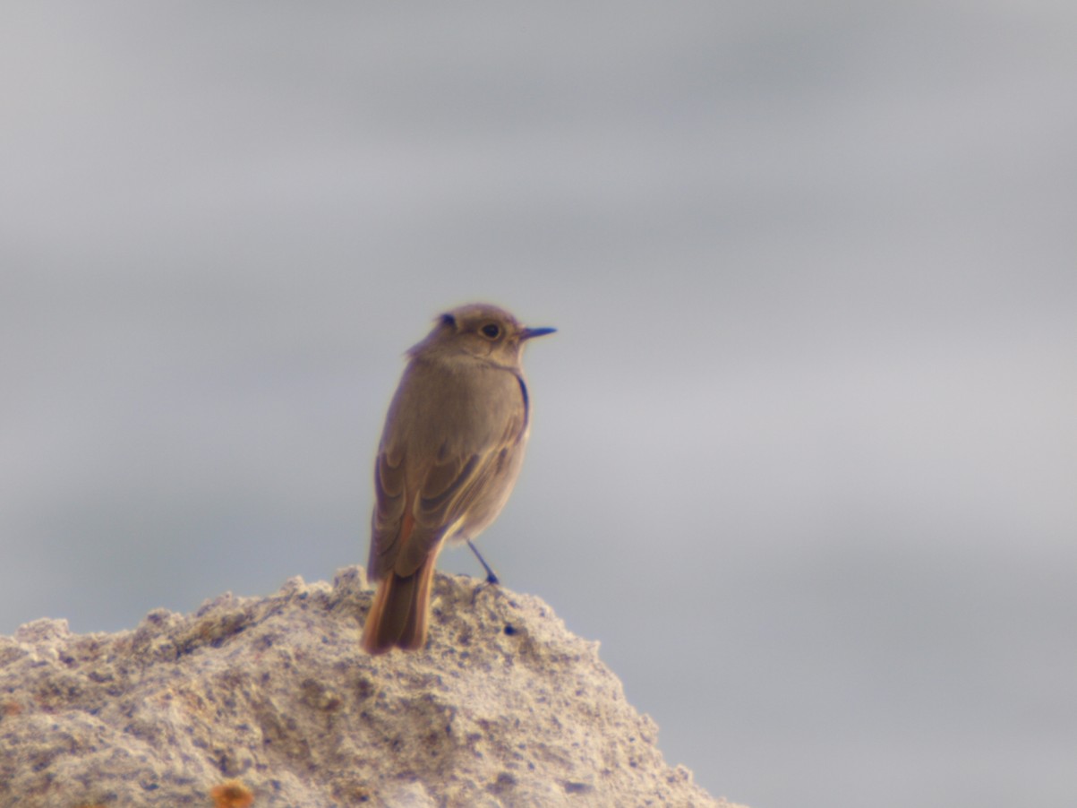 PASSERIFORMI DA DETERMINARE SALENTO