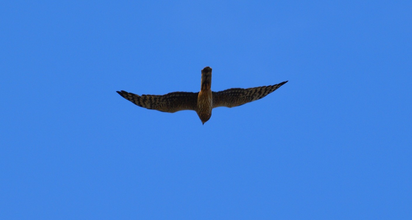 ANCORA PALLIDA