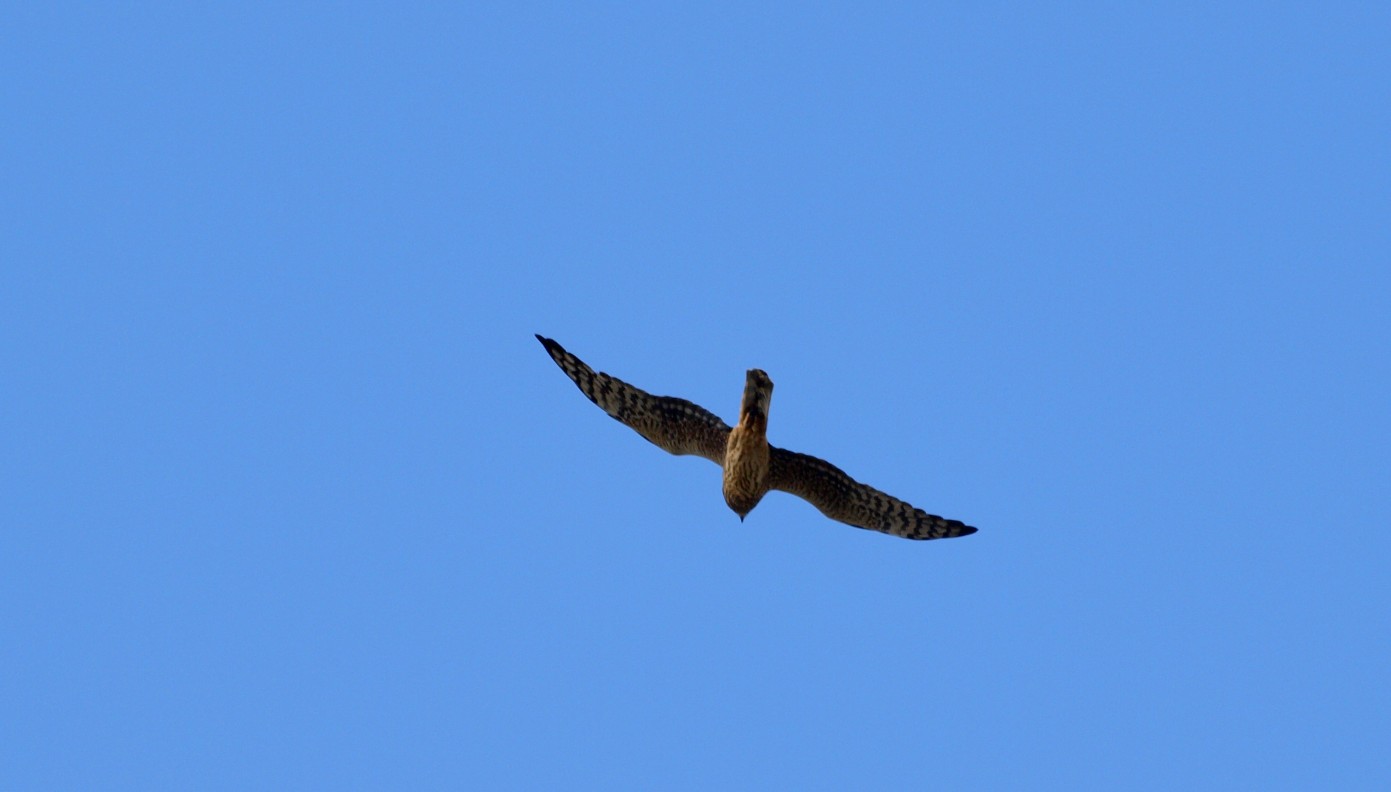 ANCORA PALLIDA