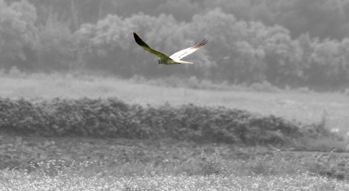 IL FANTASMA DI TERRA D''OTRANTO.