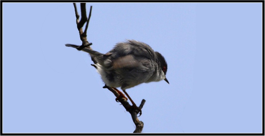 occhiocotto