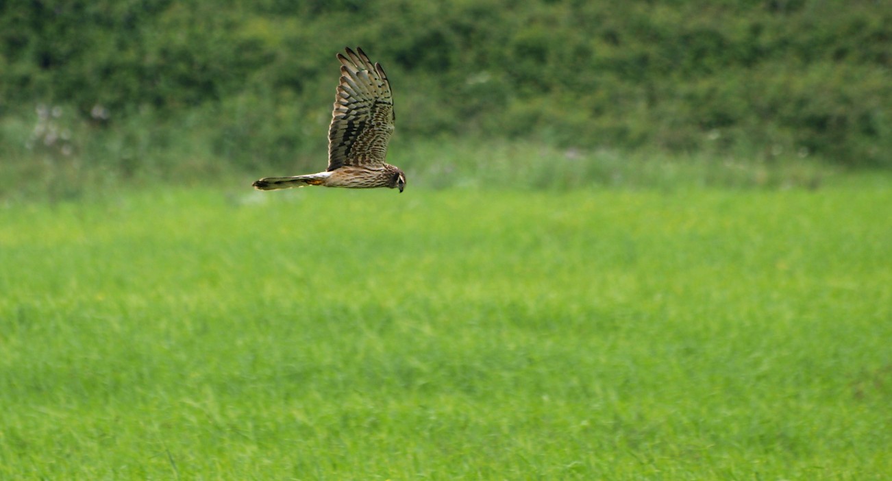 l''eleganza e'' albanella