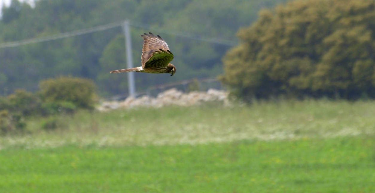 l''eleganza e'' albanella