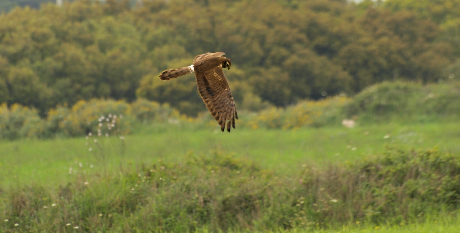 l''eleganza e'' albanella