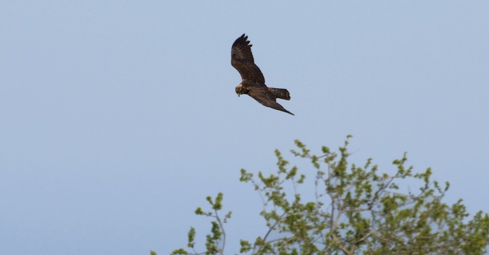 l''eleganza e'' albanella