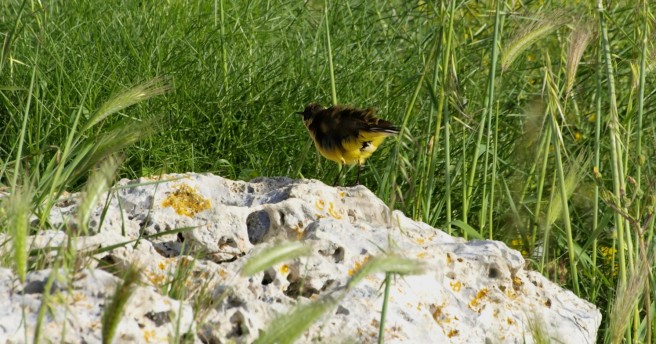 per la serie arruffati