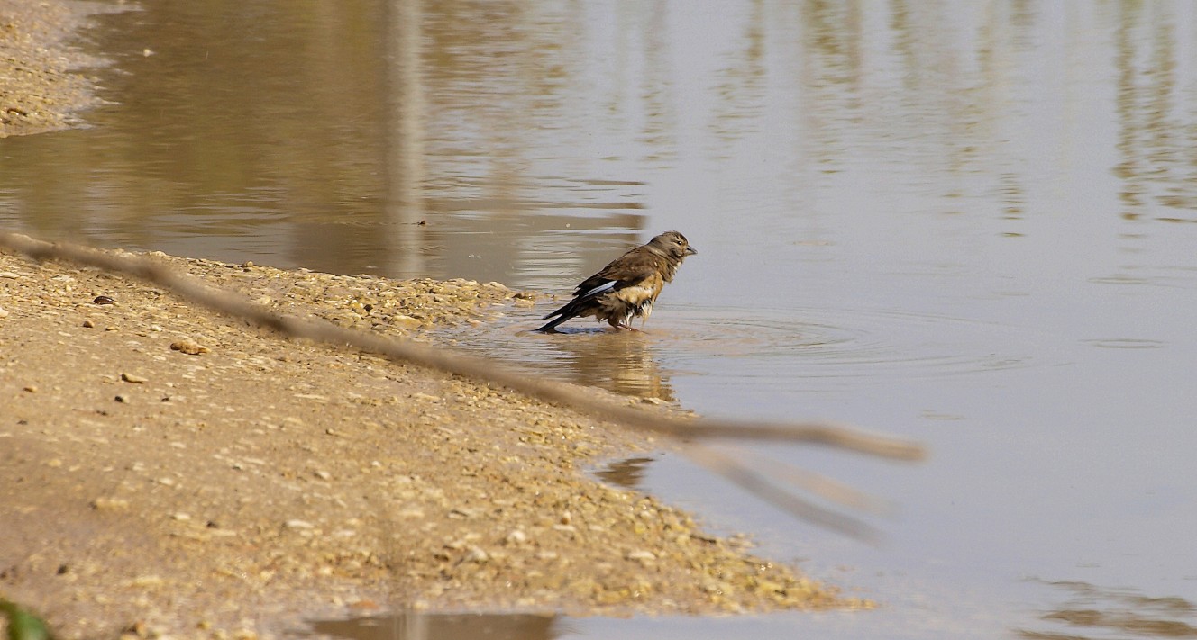 per la serie arruffati