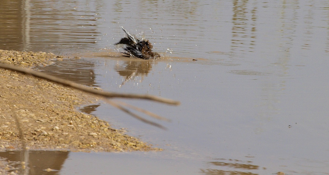 per la serie arruffati