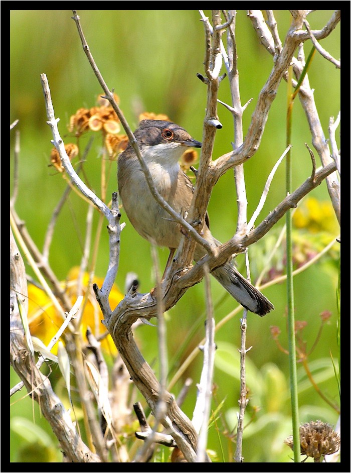 Occhiocotto curioso (ex sterpazzolina curiosa)
