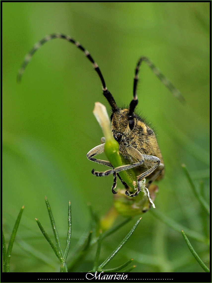 identificazione