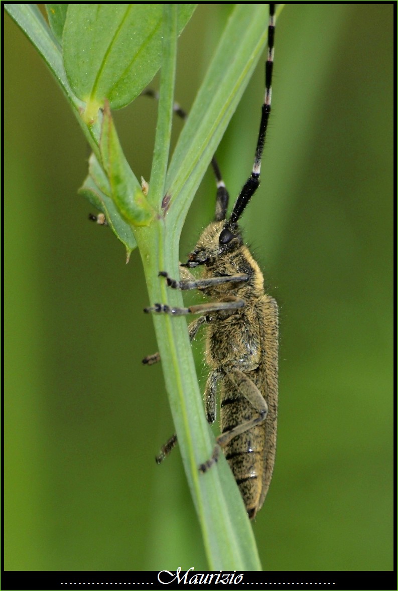 identificazione