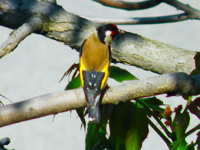 cardellino impossibile