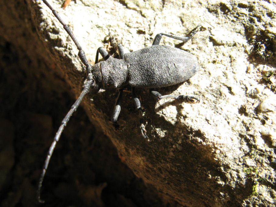 Coleotteri di Corsica