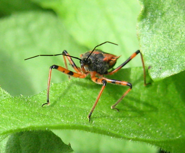 Heteroptera del 