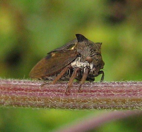 Centrotus cornutus