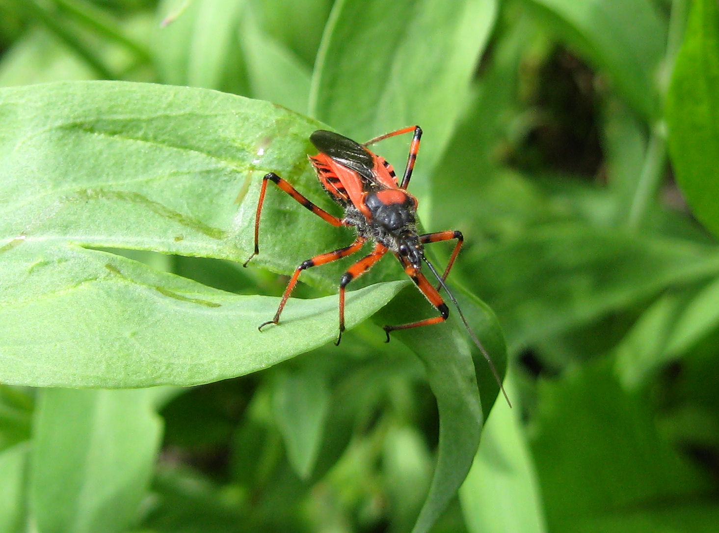 Heteroptera del 